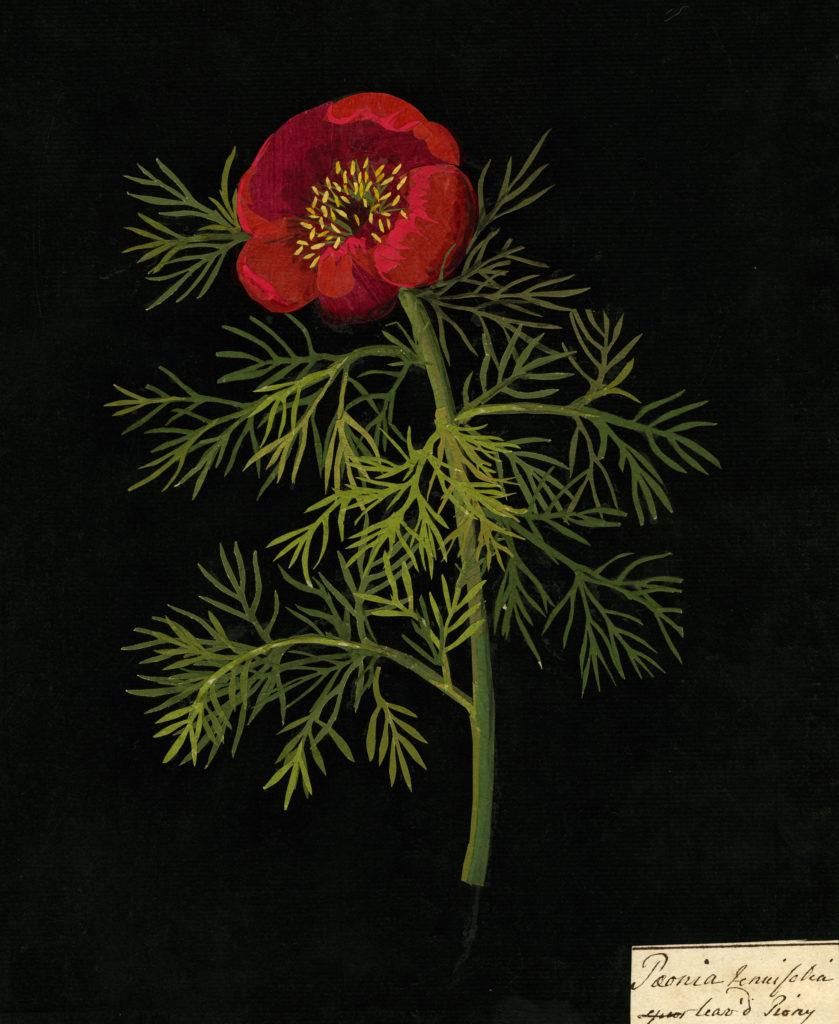 “Paeonia Tenuifolia” - Mary Delany (1778)